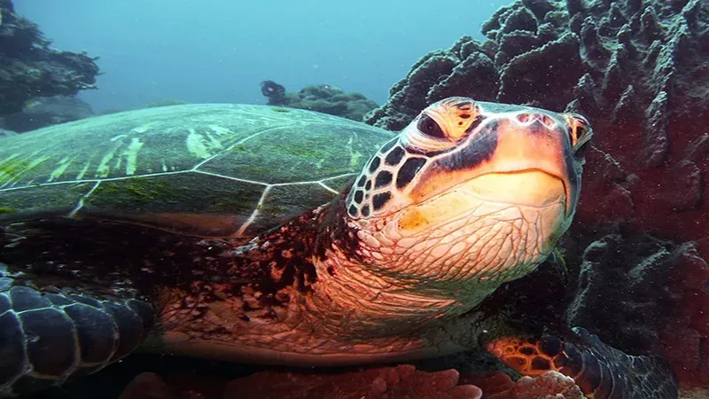 Tortue marine nageant paisiblement au milieu des coraux et des rochers