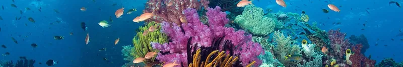 Recif corallien coloré avec de nombreux poissons tropicaux en mer