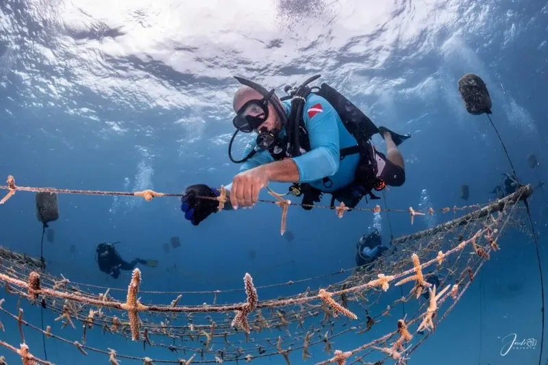 Plongeur interagissant avec des étoiles de mer sur un récif corallien