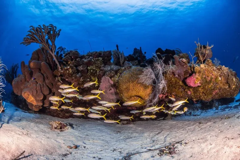 Banc de poissons jaunes autour d'un récif corallien sous-marin