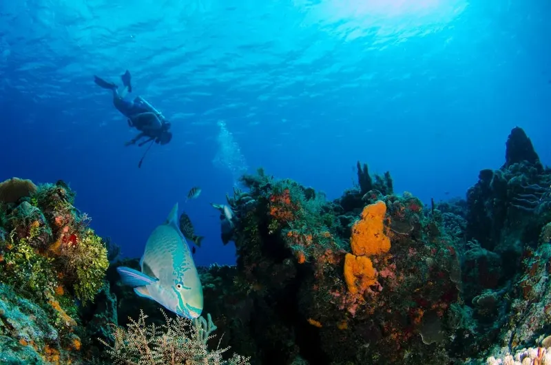 Plongeur et poisson perroquet nagent au milieu d'un récif corallien coloré