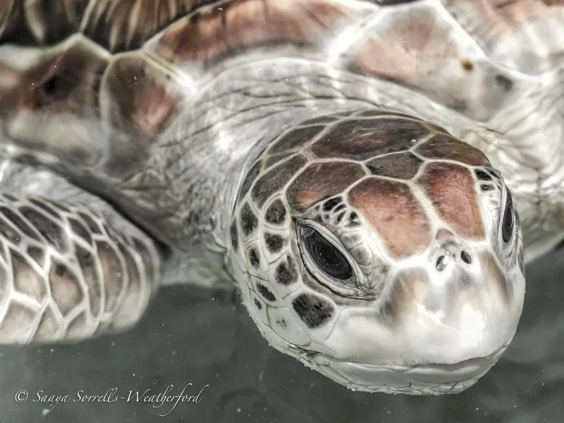 Gros plan sur la tête d'une tortue marine nageant paisiblement