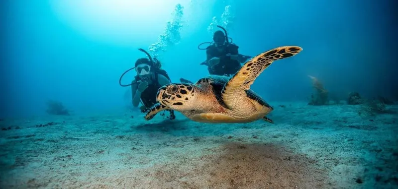 Deux plongeurs nagent avec une tortue marine dans un environnement sous-marin