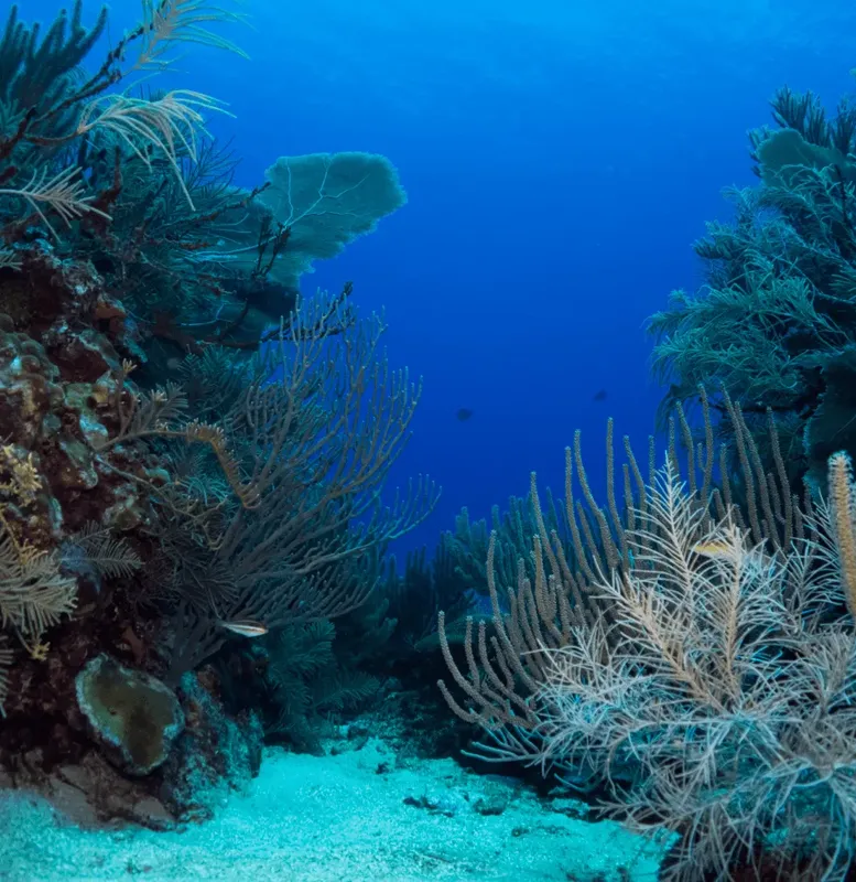 Reef corallien bleu profond avec des éponges et des gorgones
