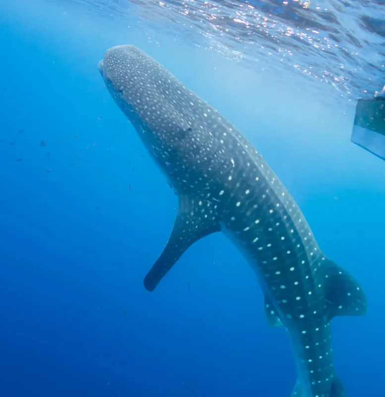 Requin baleine nageant dans l'eau bleue, vue sous-marine spectaculaire