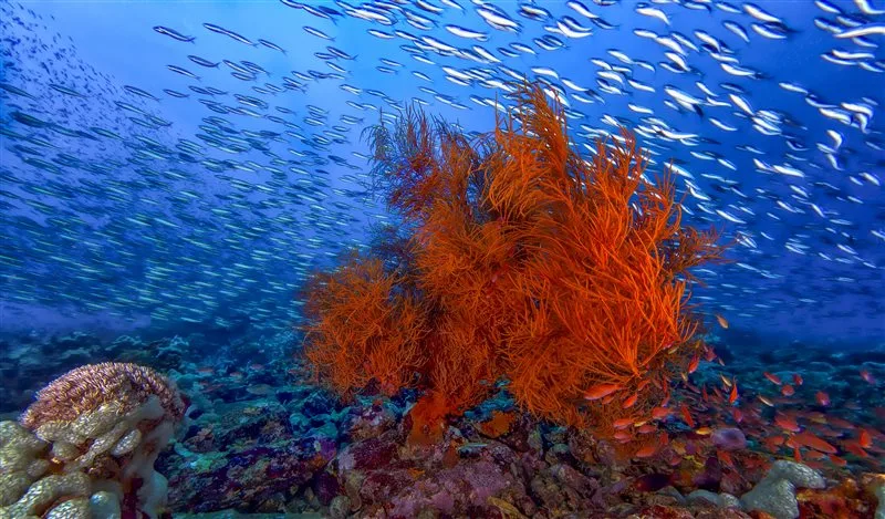 Banc de poissons argentés autour d'un corail orange et de coraux