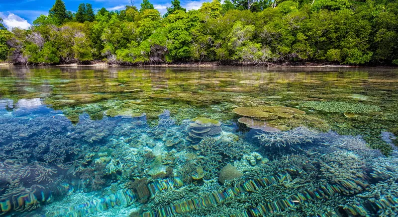 Vue sous-marine d'un récif corallien luxuriant avec végétation côtière