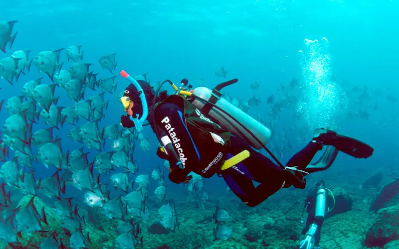 Plongeur evoluant au milieu d'un banc de poissons tropicaux bleus