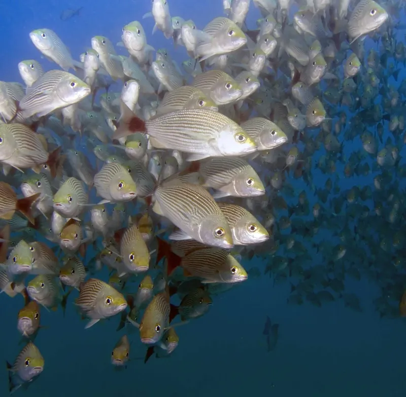 Banc de poissons argentés nageant dans une eau bleue claire