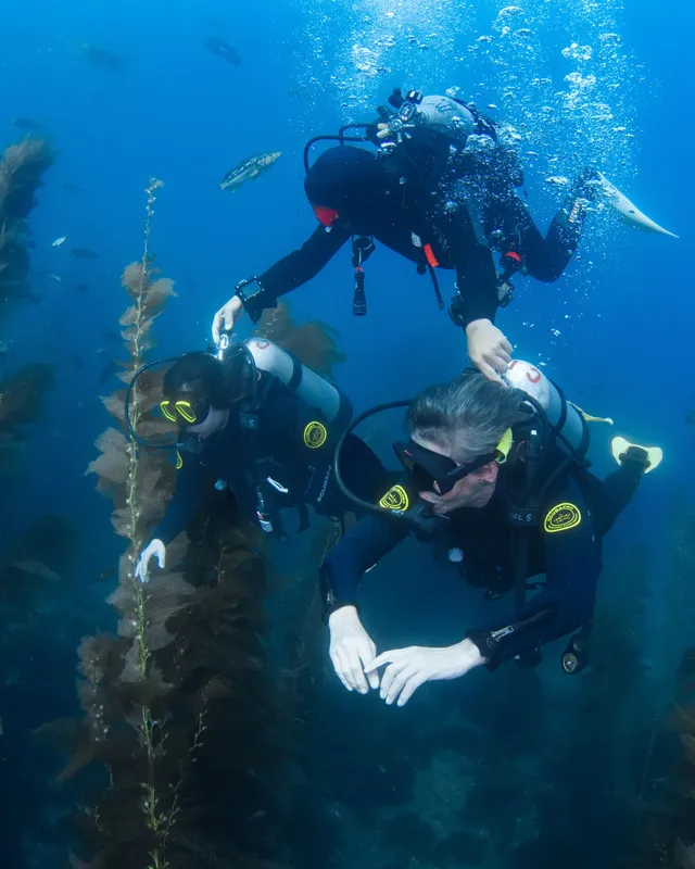 Deux plongeurs en combinaison explorent un milieu sous-marin bleu