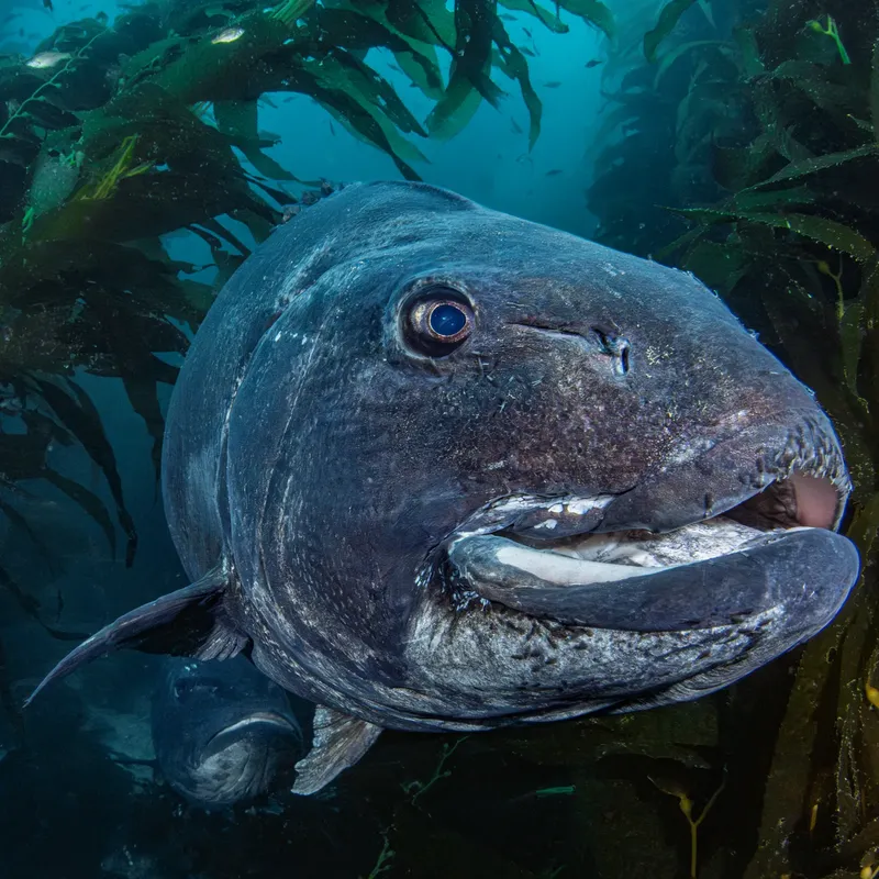 Gros plan d'un poisson rocheux sombre, regardant la caméra sous l'eau