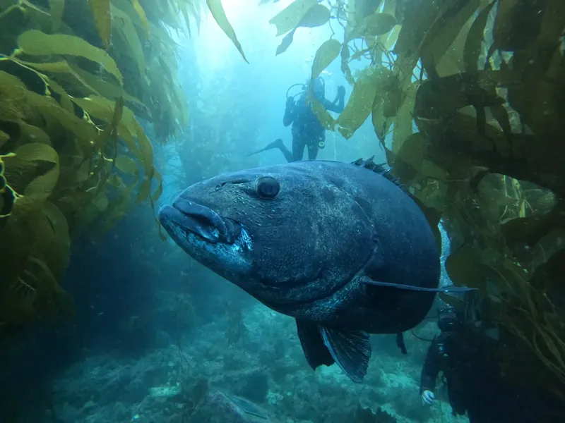 Mérou géant nageant près de plongeurs dans une forêt sous-marine