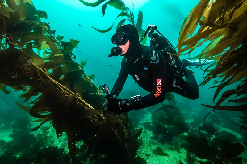 Plongeur filme sous l'eau au milieu d'une forêt d'algues lumineuse