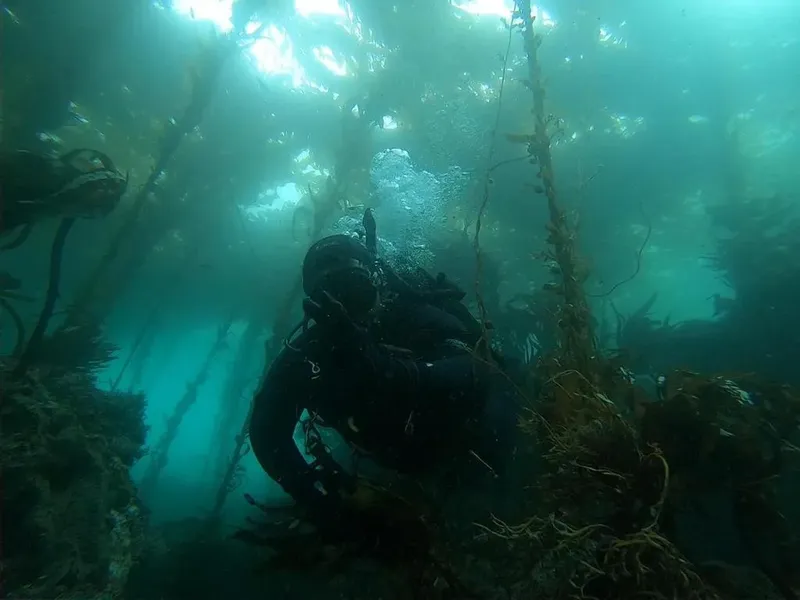 Plongeur explore un milieu sous-marin avec de la végétation aquatique