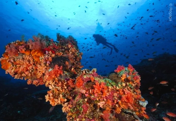 Plongeur explorant un récif corallien coloré avec de nombreux poissons