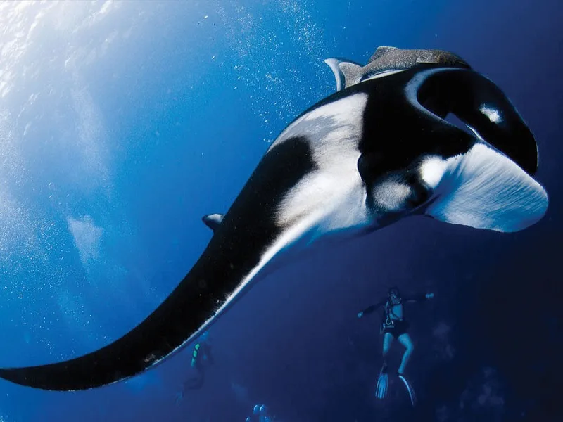 Raie manta majestueuse nageant au-dessus d'un plongeur en eau bleue