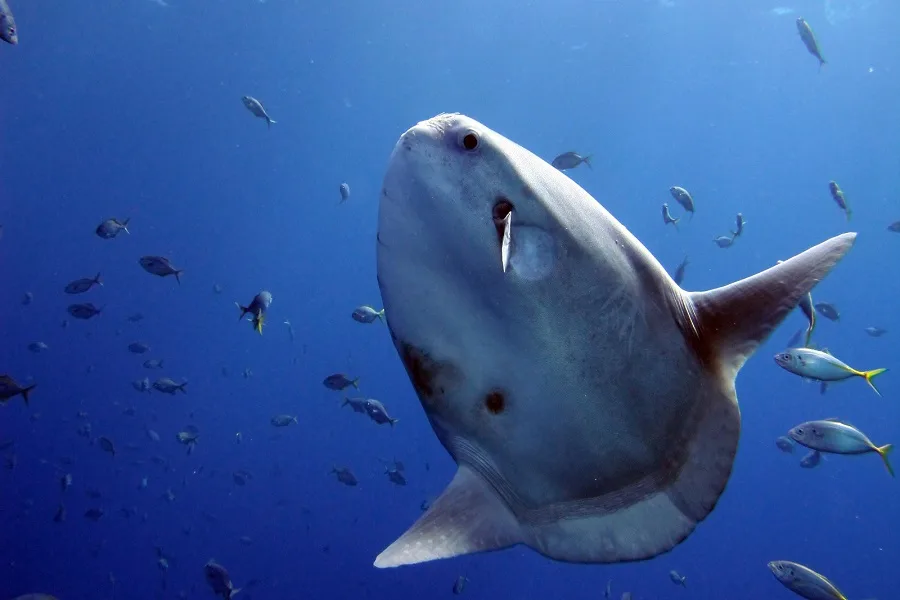 Mola mola nageant en pleine eau entouré de petits poissons bleus