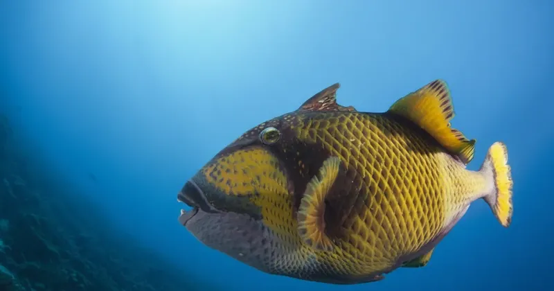 Poisson-globe jaune et noir nageant dans l'eau bleue claire