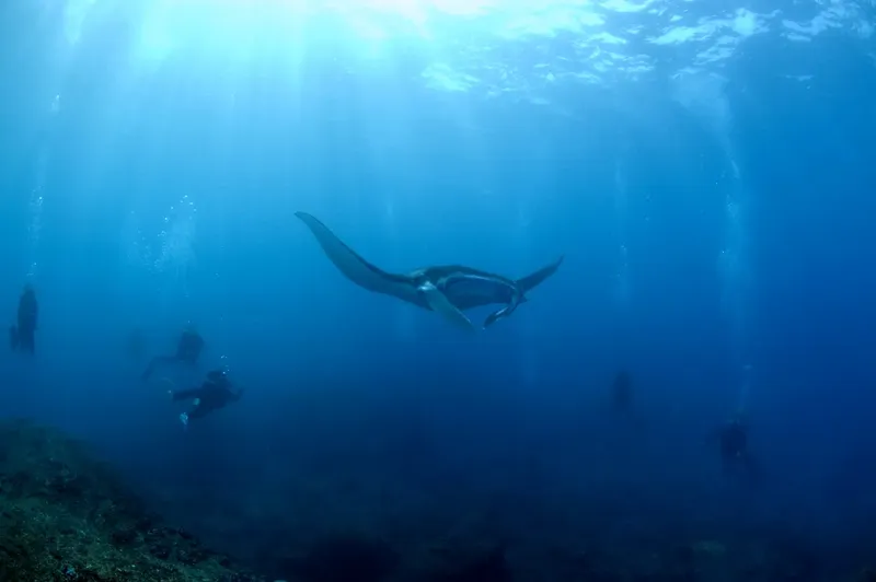 Raie manta nageant avec des plongeurs dans une eau bleue claire