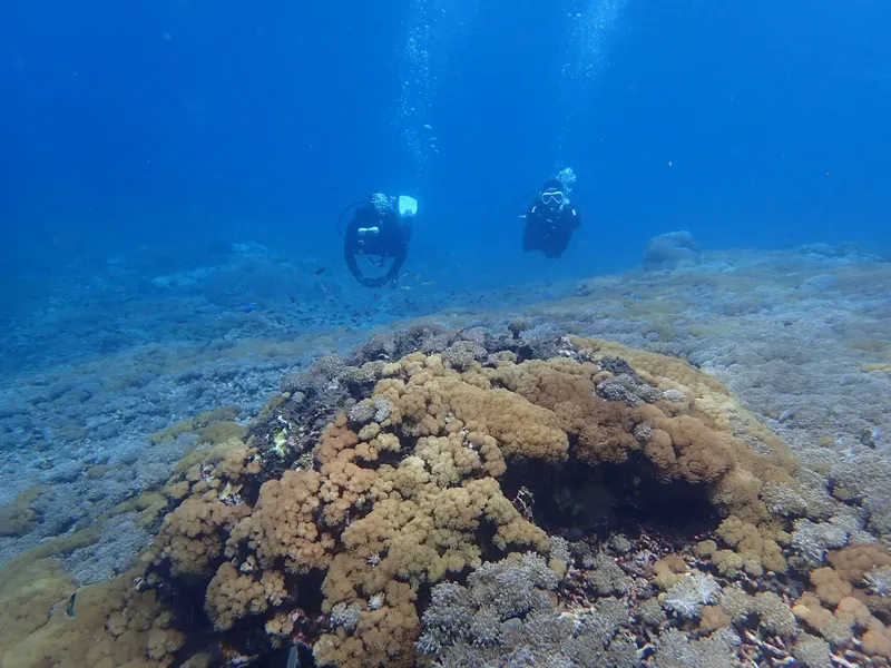 Deux plongeurs explorent un récif corallien sous l'eau en bleu