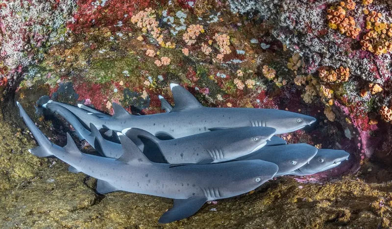 Groupe de requins gris nageant près d'un récif corallien coloré