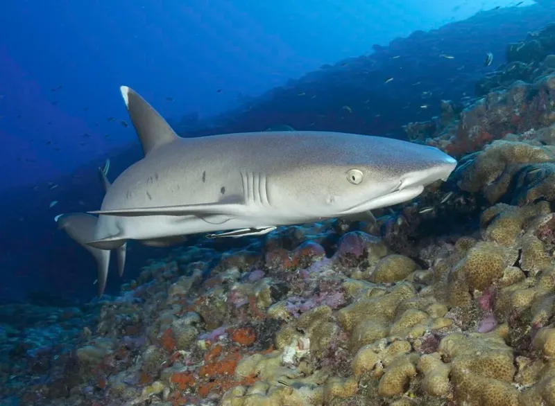 Requin de récif à pointe blanche nageant près des coraux