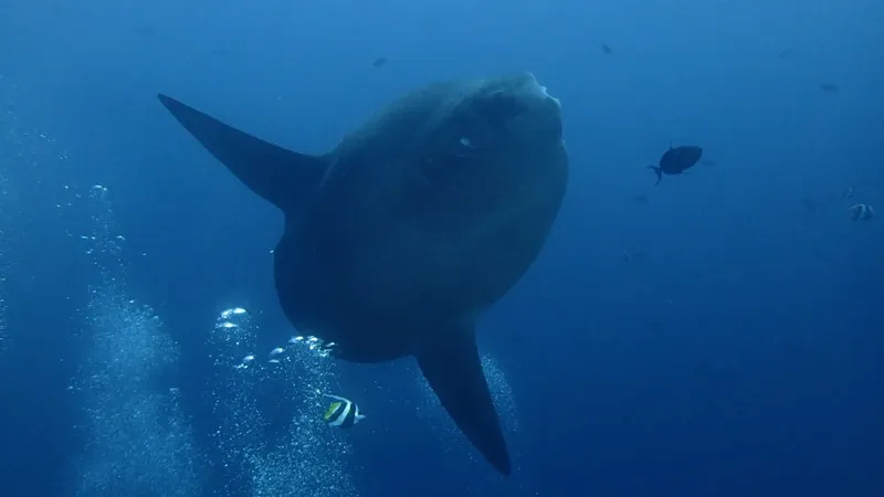 Mola mola nageant en profondeur avec quelques poissons et bulles