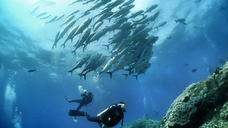 Plongeurs observant un banc de carangues en milieu aquatique bleu