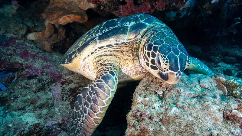 Tortue marine nageant paisiblement au milieu des coraux colorés