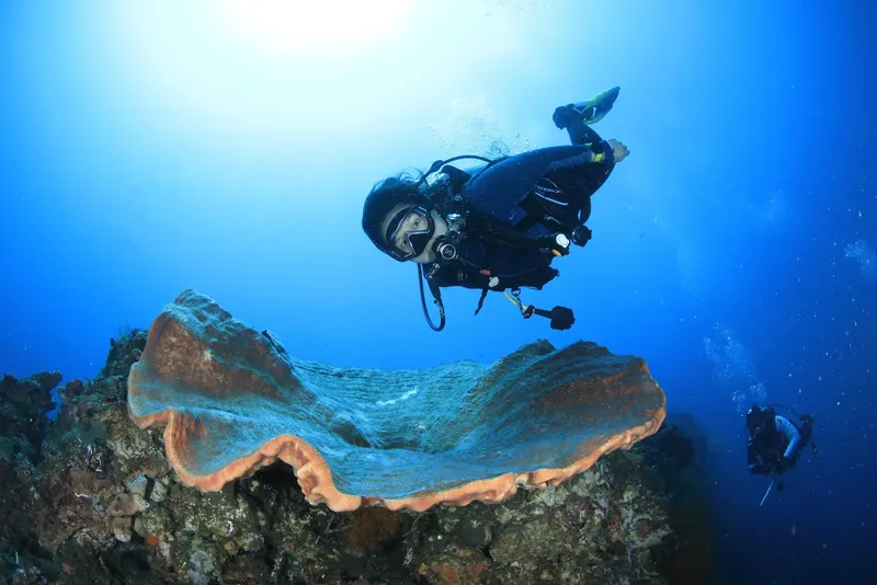 Plongeuse explorant un récifal corallien avec une grande coquille
