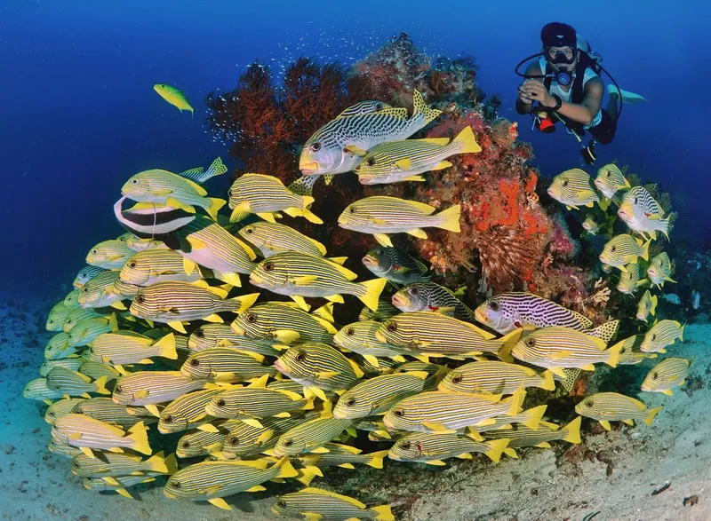 Banc de poissons tropicaux et plongeur explorant un récif corallien