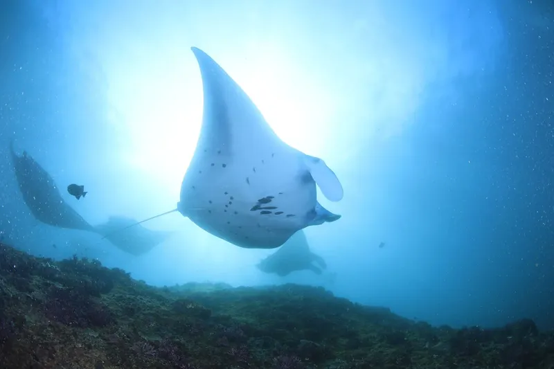 Raies manta nagent dans l'eau bleue, lumière du soleil filtrée