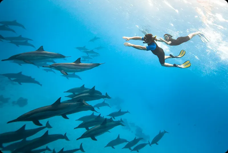 Deux plongeurs nagent avec un grand groupe de dauphins en mer