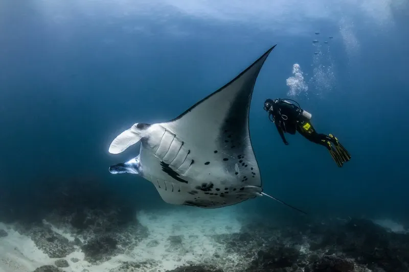 Raie manta majestueuse nageant avec un plongeur en eau bleue