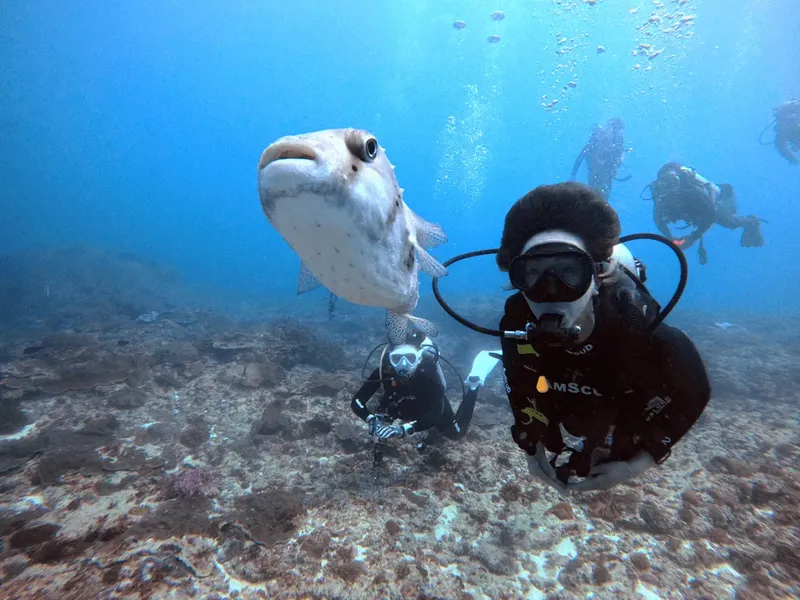 Plongeurs sous-marins interagissent avec un poisson-globe curieux en mer