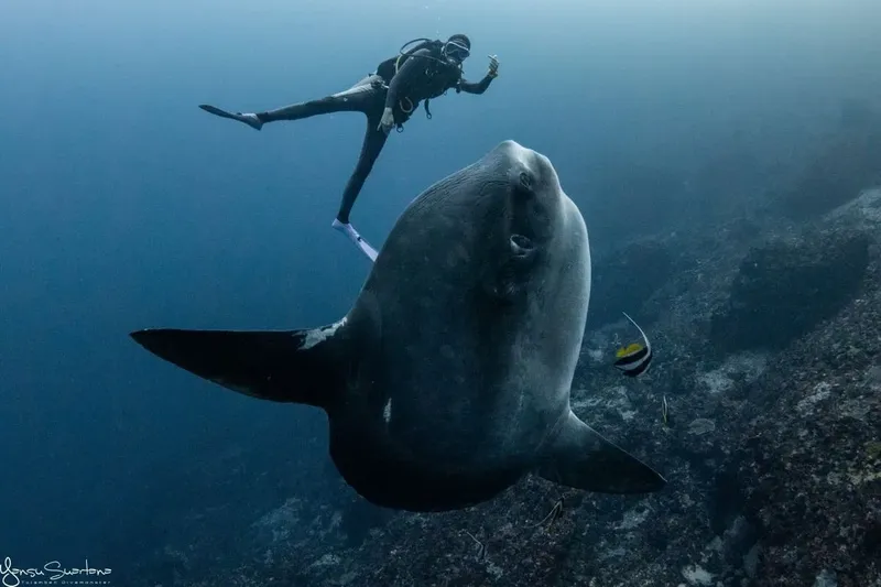 Plongeur sur le dos d'un requin baleine dans l'océan bleu