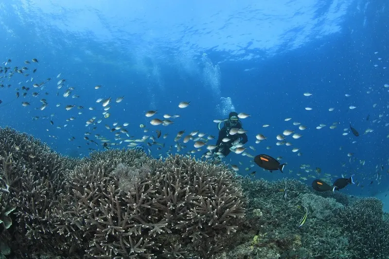Plongeur explore un récif corallien entouré de nombreux petits poissons