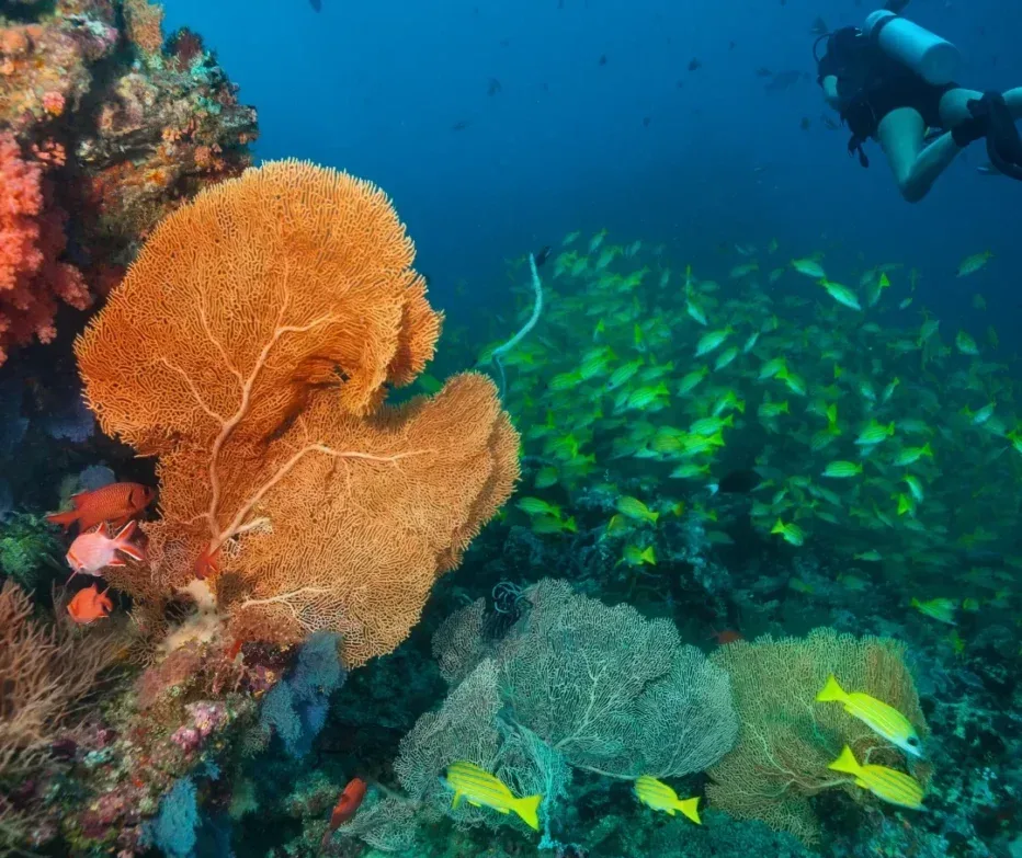 Plongeur explorant un récif corallien coloré avec des poissons tropicaux