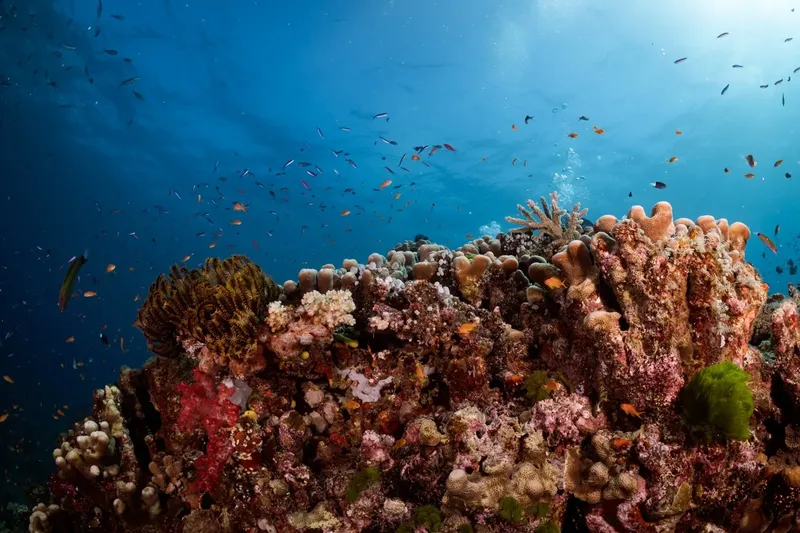 Recif corallien luxuriant avec de nombreux petits poissons colorés