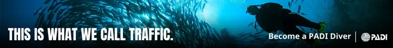 Plongeur évoluant au milieu d'un banc de poissons lumineux