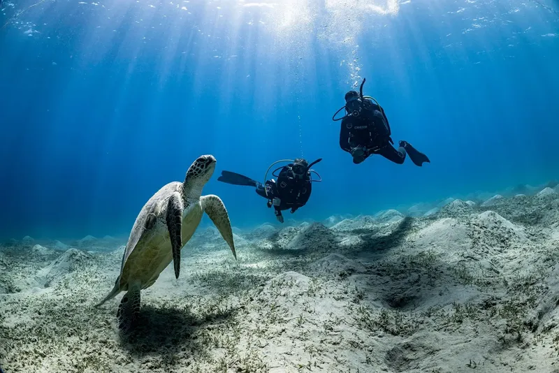 Tortue marine nageant avec un plongeur dans un environnement sous-marin clair