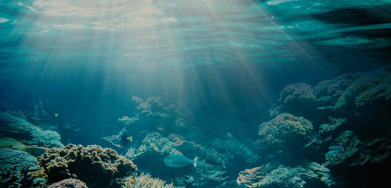 Récif corallien baigné de lumière avec des poissons tropicaux