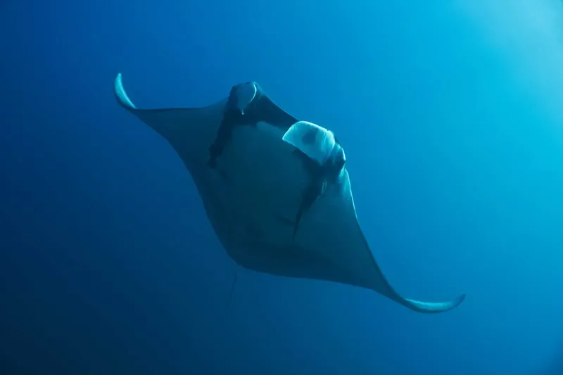 Raie manta nageant gracieusement dans les eaux bleues de l'océan
