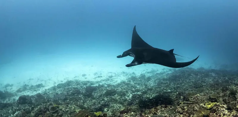 Grande raie manta nageant gracieusement au-dessus d'un fond marin rocheux
