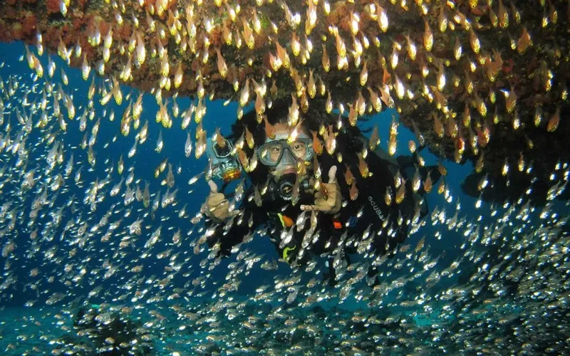 Plongeur entouré d'un banc de petits poissons argentés sous un récif