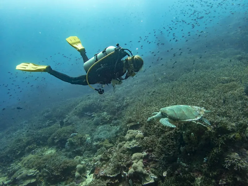 Plongeur observant une tortue marine au milieu d'un récif corallien