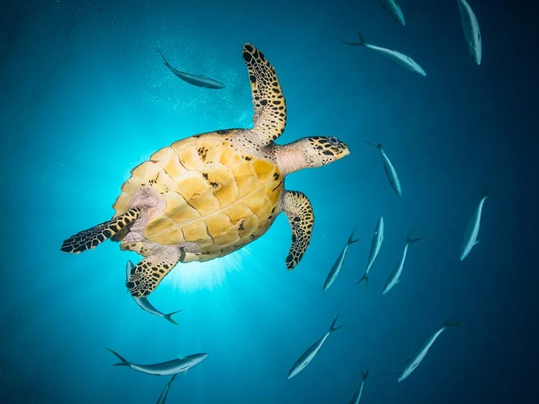 Tortue marine nageant paisiblement entourée de petits poissons argentés