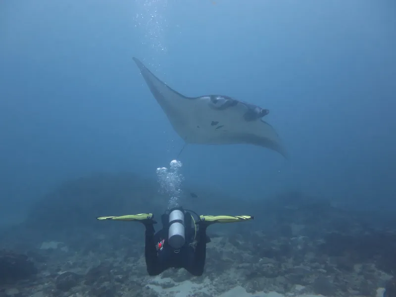 Raie manta majestueuse nageant au-dessus d'un plongeur dans l'océan