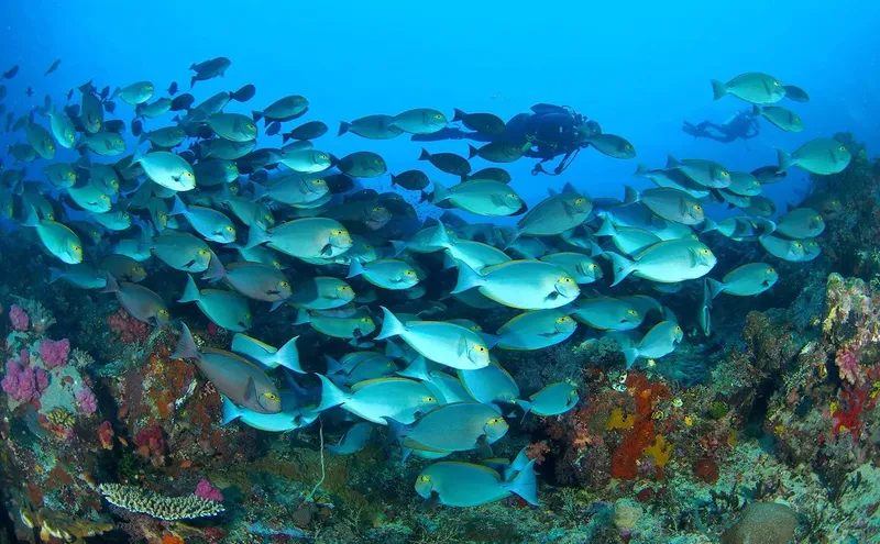 Banc de poissons tropicaux et deux plongeurs explorant un récif corallien