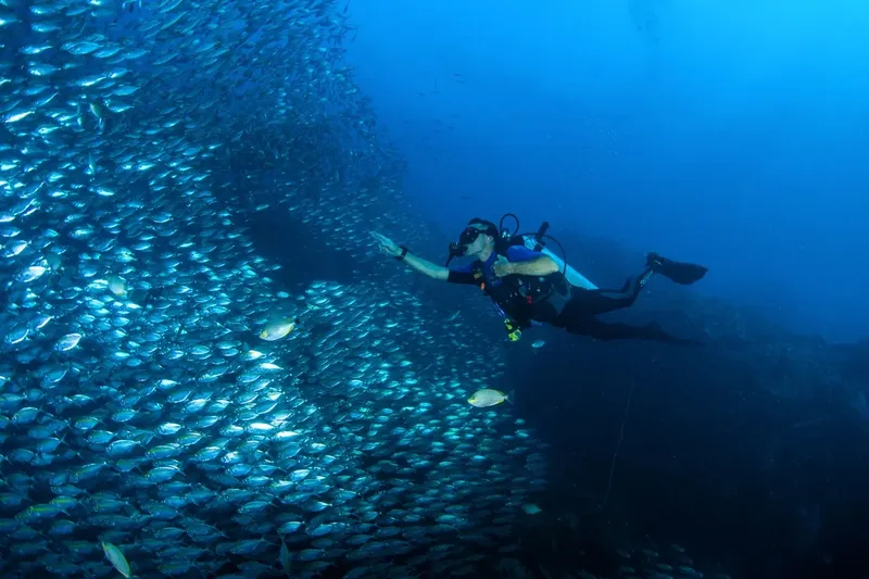 Plongeur nageant au milieu d'un banc de poissons argentés en mer